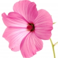 Rose Mallow